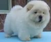 Photo №1. chow-chow - à vendre en ville de Ulvila | Gratuit | Annonce №128366