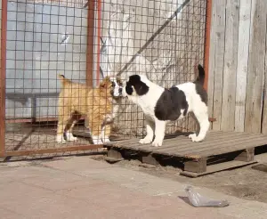 Photos supplémentaires: Chiots prometteurs alabay avec des documents FCI.