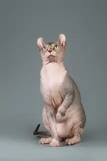 Photo №4. Je vais vendre sphynx en ville de Saratov. de la fourrière - prix - Négocié