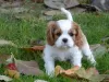 Photo №1. cavalier king charles spaniel - à vendre en ville de Frýdek-Místek | négocié | Annonce №96497