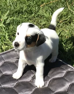 Photo №1. jack russell terrier - à vendre en ville de Zheleznogorsk | 1288€ | Annonce №7017