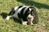 Photo №1. basset hound - à vendre en ville de Вашингтон | négocié | Annonce №110080