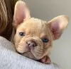 Photos supplémentaires: chiots bouledogue français