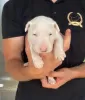 Photo №1. bull terrier - à vendre en ville de Bačka Topola | négocié | Annonce №106260