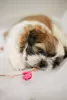 Photo №1. shih tzu - à vendre en ville de Kiev | 602€ | Annonce №9798