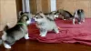 Photo №1. malamute de l'alaska - à vendre en ville de Фискари | Gratuit | Annonce №129073