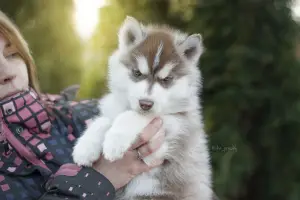 Photos supplémentaires: Chiots Husky Sibériens au Chocolat Élite de producteurs titrés