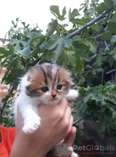 Photo №4. Je vais vendre scottish fold en ville de Krasnodar. de la fourrière, éleveur - prix - négocié