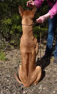 Photos supplémentaires: Chiots à crête thaïlandais. Minsk, Biélorussie.