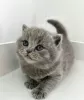 Photo №1. british shorthair - à vendre en ville de Los Angeles | 246€ | Annonce № 88657