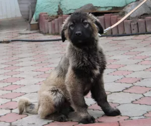 Photos supplémentaires: Chiens de berger du Caucase, chiots de 2 mois, avec métrique KSU / FCI