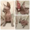 Photo №4. Je vais vendre peterbald en ville de Saint-Pétersbourg. de la fourrière - prix - négocié