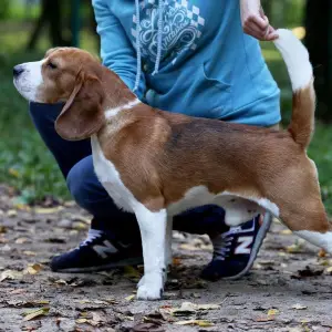 Photos supplémentaires: Je vais vendre des chiots Beagle