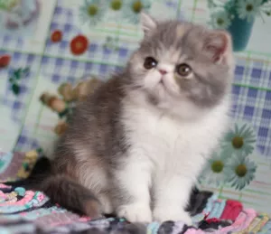 Photo №4. Je vais vendre exotic shorthair en ville de Москва. éleveur - prix - Négocié