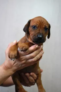 Photo №3. Beaux chiots Rhodesian Ridgeback. Fédération de Russie