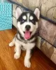 Photo №1. husky de sibérie - à vendre en ville de Задар | négocié | Annonce №96370