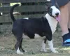 Photos supplémentaires: Chiots bull terrier miniatures