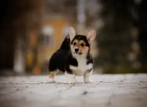 Photo №4. Je vais vendre welsh corgi en ville de Slavutich. de la fourrière - prix - 1300€