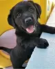 Photo №1. labrador retriever - à vendre en ville de Hamar | Gratuit | Annonce №95975