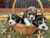 Photos supplémentaires: Chiots d'élite de parents titrés