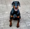 Photo №1. dobermann - à vendre en ville de Suwałki | 1500€ | Annonce №51294