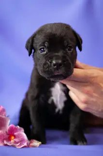 Photo №4. Je vais vendre cane corso en ville de Russie-2. éleveur - prix - Négocié