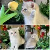 Photo №4. Acheter british shorthair en ville de Стамбул. éleveur - prix - négocié