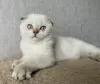 Photo №1. scottish fold - à vendre en ville de Кириши | 279€ | Annonce № 10632