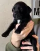 Photo №1. cane corso - à vendre en ville de El Paso | négocié | Annonce №86076