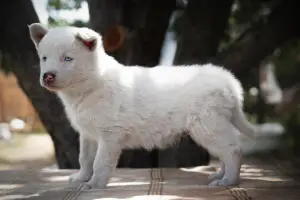 Photos supplémentaires: Un chiot du husky Yakut attend les pères et les mères les plus attentionnés. Le