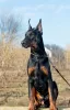 Photo №1. dobermann - à vendre en ville de Москва | négocié | Annonce №18106