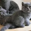 Photo №1. british shorthair - à vendre en ville de Kiev | négocié | Annonce № 95312