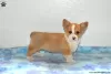 Photo №2 de l'annonce № 63529 de la vente welsh corgi - acheter à USA 