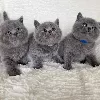 Photo №1. british shorthair - à vendre en ville de Uppsala | 4€ | Annonce № 97546