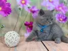 Photo №1. scottish fold - à vendre en ville de Пертунмаа | 400€ | Annonce № 84209