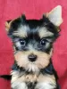 Photo №1. yorkshire terrier - à vendre en ville de Degernes | 284€ | Annonce №78014