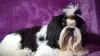 Photos supplémentaires: Shih tzu