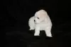 Photo №3. Chiots bichon frisé à vendre. Biélorussie