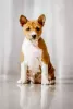 Photos supplémentaires: Chiots Basenji FCI disponibles