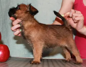 Photos supplémentaires: Les chiots Griffon et Petit-Brabancon de couleur rouge attendent les meilleurs