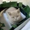 Photo №4. Je vais vendre british shorthair en ville de Garmisch-Partenkirchen.  - prix - négocié