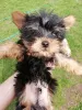 Photo №3. Les chiots Yorkie au visage de bébé sont complètement prêts à partir.. Estonie