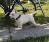 Photo №1. west highland white terrier - à vendre en ville de Belgrade | négocié | Annonce №76292