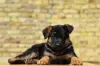 Photo №3. chien de race berger allemand. Serbie