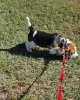 Photo №4. Je vais vendre beagle en ville de Regensburg. annonce privée - prix - 414€