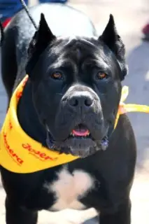 Photo №3. Cane Corso Girl. Ukraine