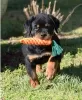 Photo №1. rottweiler - à vendre en ville de Bruges | 615€ | Annonce №55858