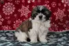 Photo №4. Je vais vendre shih tzu en ville de Дрезден.  - prix - négocié