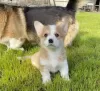 Photo №2 de l'annonce № 86785 de la vente welsh corgi - acheter à Australie annonce privée