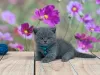 Photo №2 de l'annonce № 93380 de la vente british shorthair - acheter à USA annonce privée